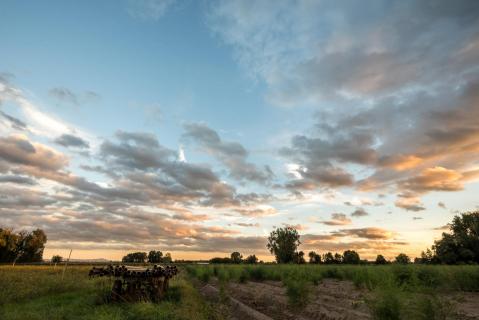 Im Spargelfeld - In the asparagus field
