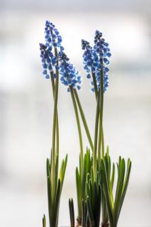 Traubenhyazinthen - Muscari