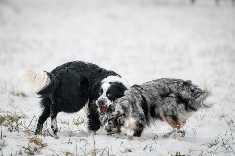 Wilde Spiele im Schnee - Wild games in the snow