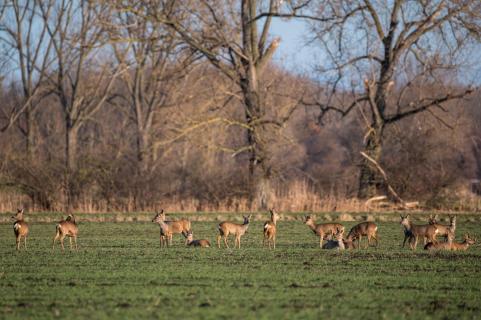 Rehe - Roe deers