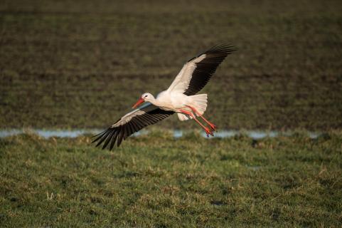 Weißstorch - White stork