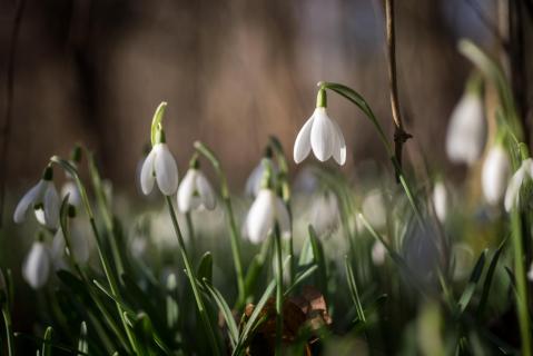 Schneeglöckchen - snowdrops