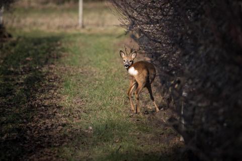 In der Apfelplantage - In the apple orchard