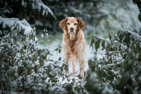 Im Schnee - In the snow