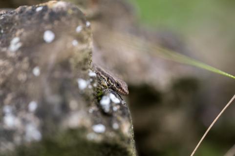 Winzige Mauereidechse - Tiny wall lizard