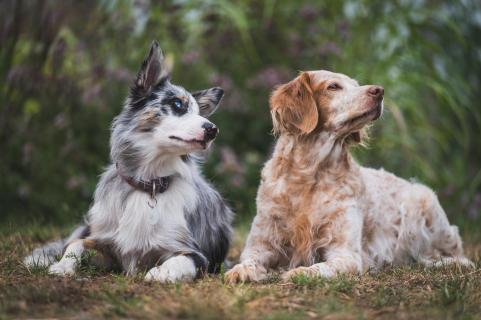 Ein hübsches Paar - A lovely couple