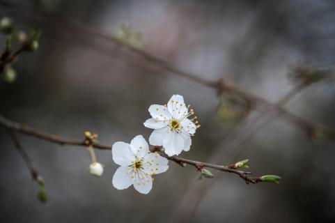 Mirabellenblüten - Mirabelle plum blossoms