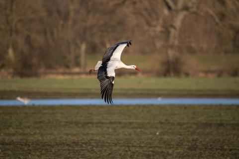 Storch im Anflug - Stork in the approach