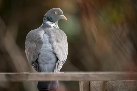 Ringeltaube - Wood pigeon