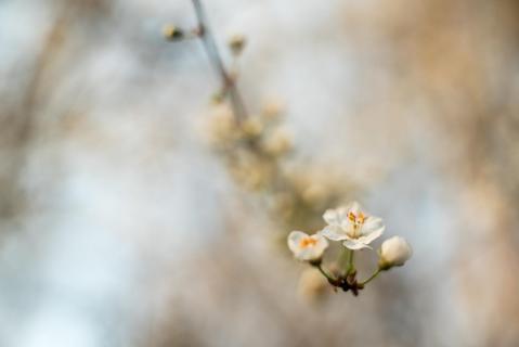 Mirabellen-Blüte - Mirabelle plum blossom