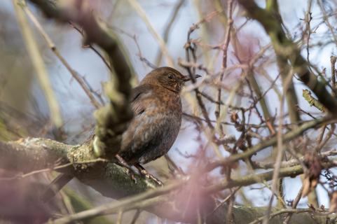 Amsel - Black bird