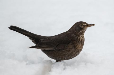 Amsel - Black bird