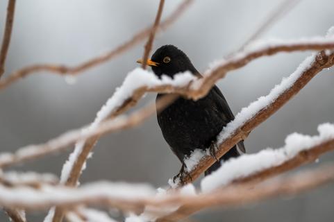 Amselhahn - Black bird