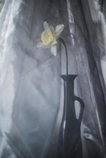 Narzisse - Daffodil