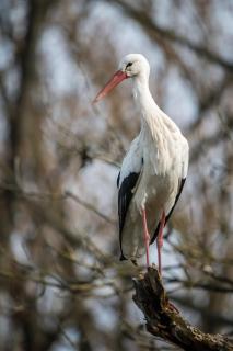 Weißstorch - Stork