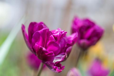 Tulpen - Tulips