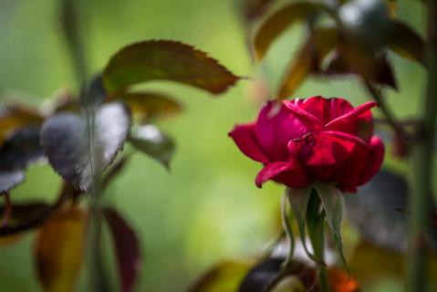 Erste Rose - First rose