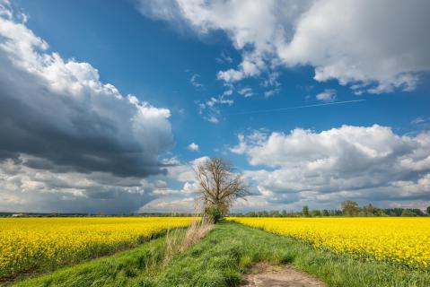 Der Raps blüht - The rapeseed is blooming