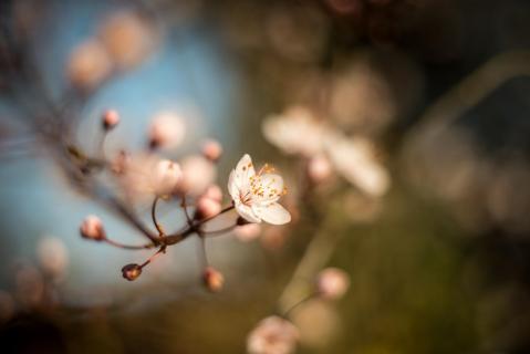 Blutpflaume - Cherry plum