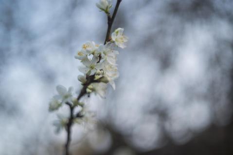 Zwetschgenblüte - Plum blossom