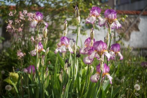 Schwertlilien - Iris