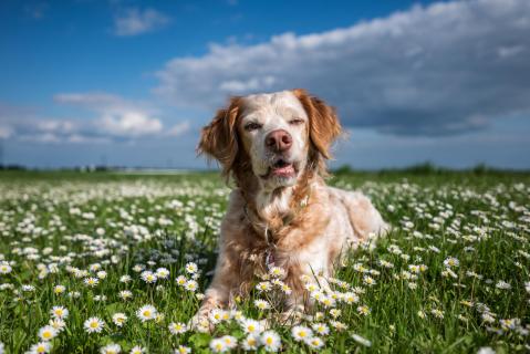 Gänseblümchen - Daisies
