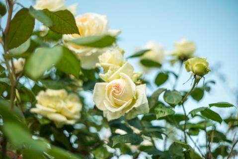 Kletterrose 