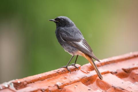Hausrotschwanz-Papa - Black redstart-dad
