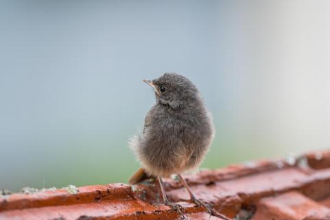 Flauschball - Fluffy
