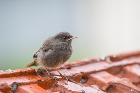 Flauschball 2 - Fluffy 2