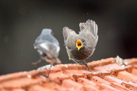 Los gib! - Come on, feed me!