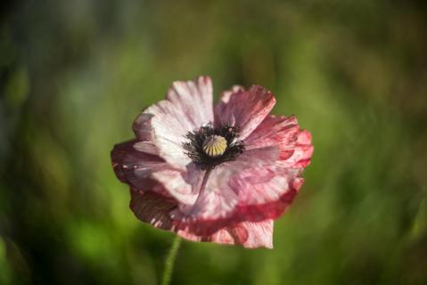 Klatschmohn - Poppy