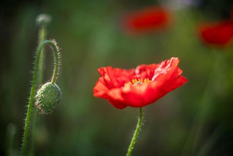 Klatschmohn - Poppy