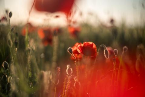Klatschmohn - Poppy