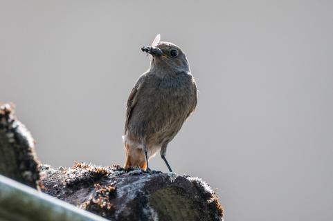 Rotschwänzchen-Mama - Black redstart-mom