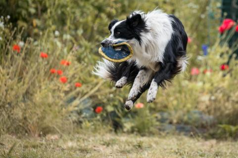 Flughund - Flying dog