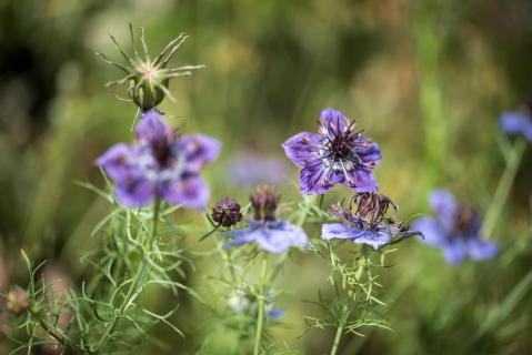 Jungfer im Grünen - Love-in-a-mist