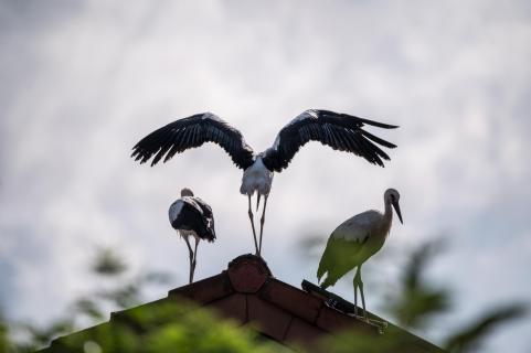 Karlsson vom Dach - Karlsson-on-the-Roof
