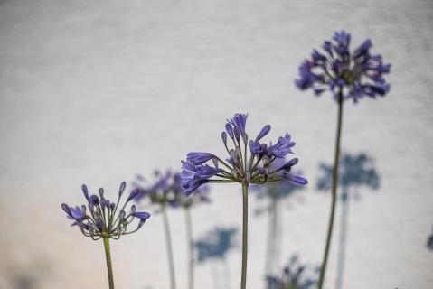 Agapanthus
