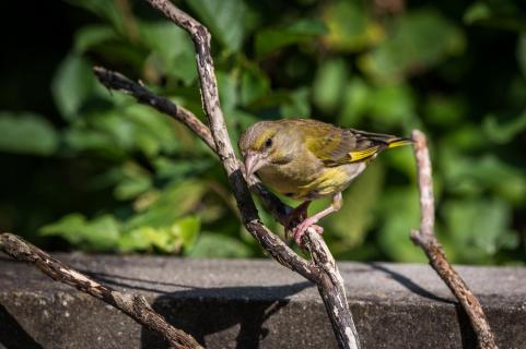 Grünfink - Greenfinch