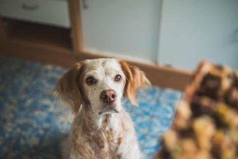 Kann ich Kuchen haben? - May I have some cake?