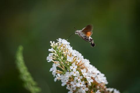 Taubenschwänzchen - Hummingbird hawk-moth