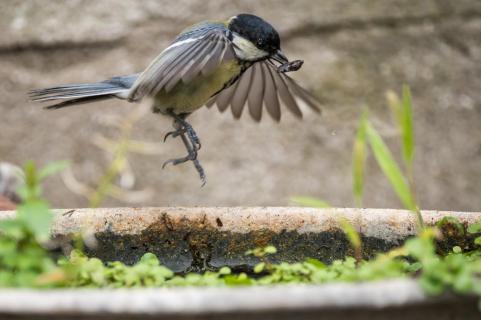 Kohlmeise - Great tit