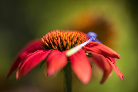 Echinacea