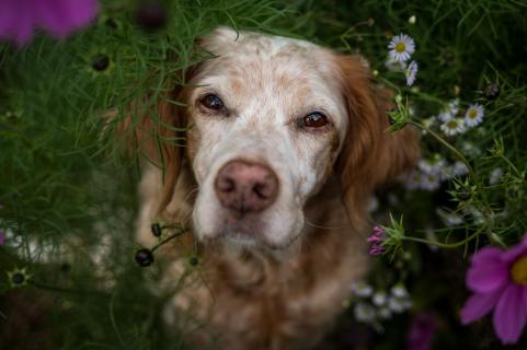 Mein Blumenkind - My flower child