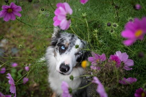 Nala