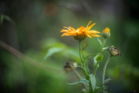 Ringelblume mit Gast - Marigold with guest
