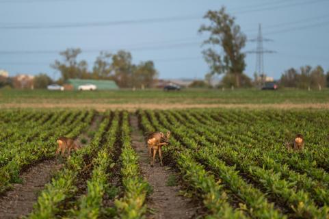 Rehe im Feld - Roe deer in the field