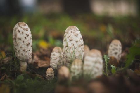 Schopf-Tintlinge - Shaggy ink caps