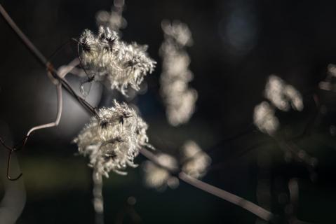 Gewöhnliche Waldrebe - Old man's beard